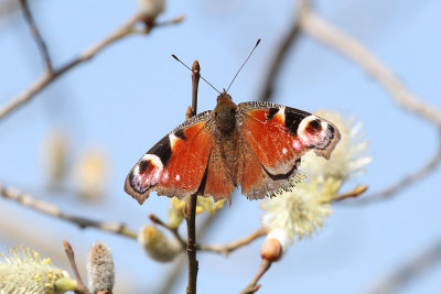 Lepidoptera (8)