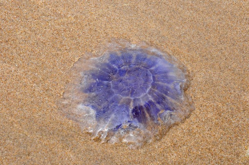 Kwal-Jellyfish