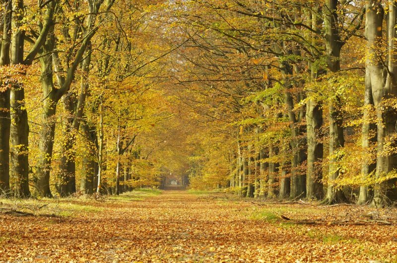 Herfstlaan / Autumn   Avenue  Gasselte (Drente)