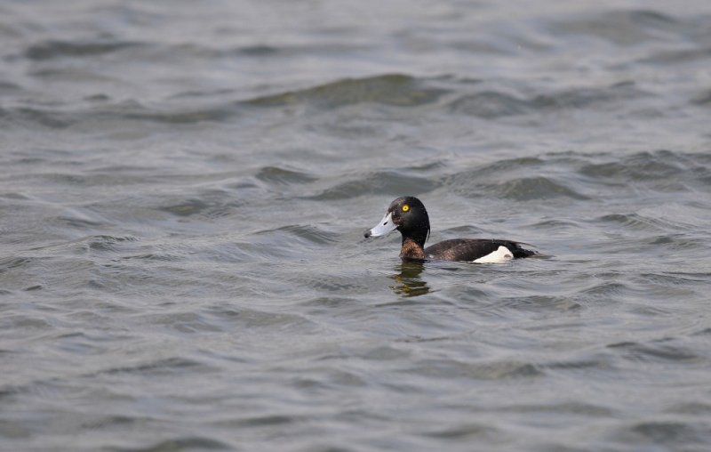 Kuifeend / Tufted Duck / Bloemendaal