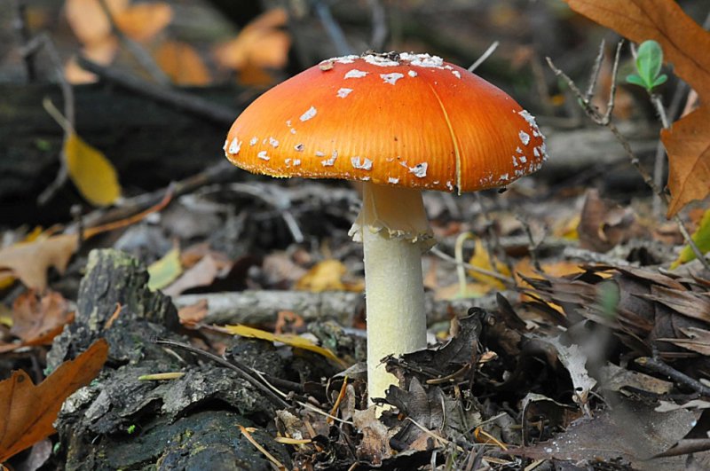 Vliegenzwam / Fly Agaric