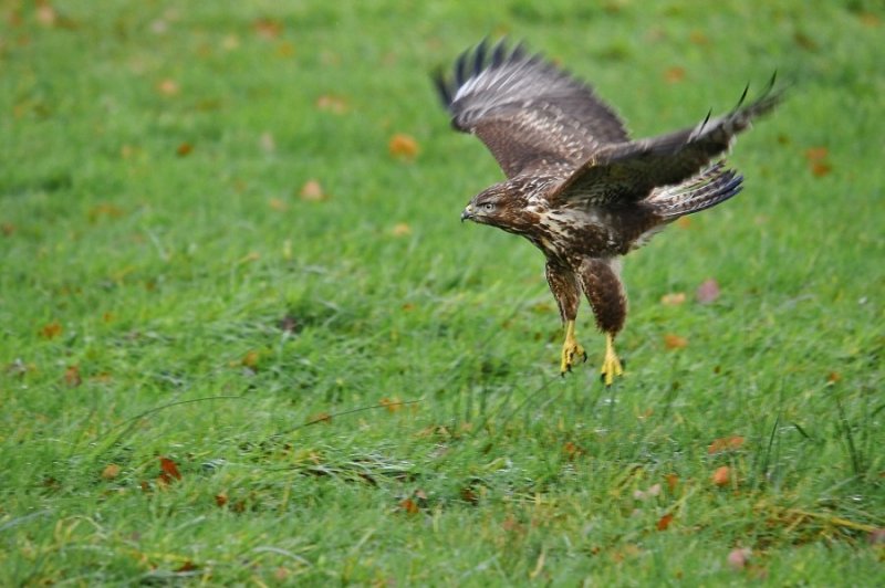 Buizerd / Common Buzzard / Lonnekermeer (Hengelo)