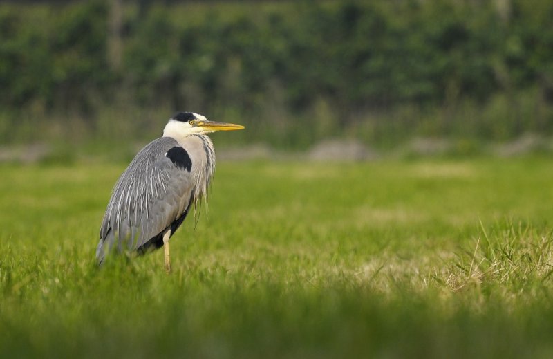 Blauwe Reiger / Grey Heron / Utrecht