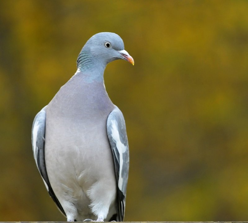 Houtduif / Common Wood Pigeon / Hengelo