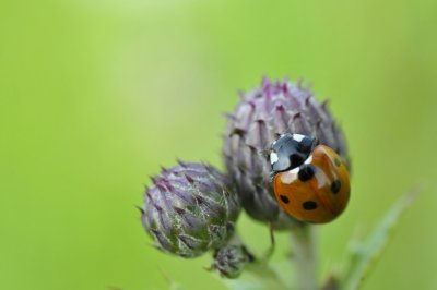 Ladybug / Lieveheersbeestje / Nijmegen
