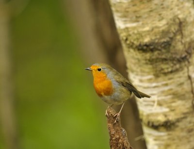 Roodborst / Red Robin / Hof van Twente