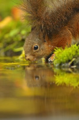 Eekhoorn / Squirrel / Hof van Twente