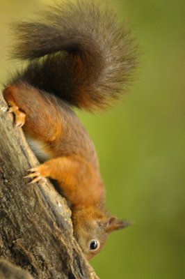 Eekhoorn / Squirrel / Hof van Twente