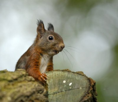 Eekhoorn / Squirrel / Hof van Twente