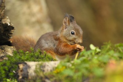 Eekhoorn / Squirrel / Hof van Twente