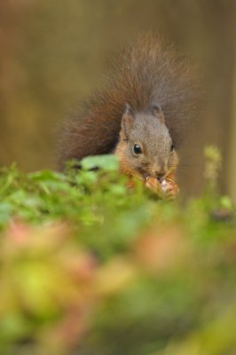 Eekhoorn / Squirrel / Hof van Twente