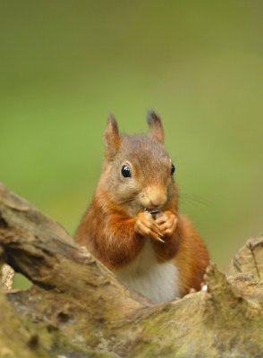 Eekhoorn / Squirrel / Hof van Twente