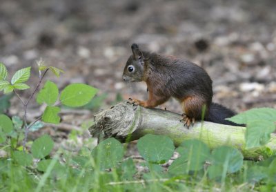 Eekhoorn / Squirrel / Hapert