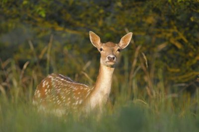 Damhert / Fallow Deer / AWD