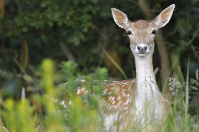 Damhert / Fallow Deer / AWD