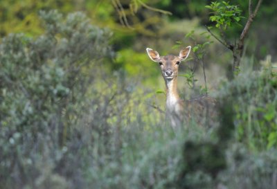 Damhert / Fallow Deer / AWD