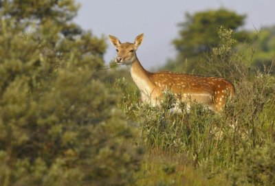 Damhert / Fallow Deer / AWD