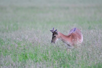 Damhert / Fallow Deer / AWD