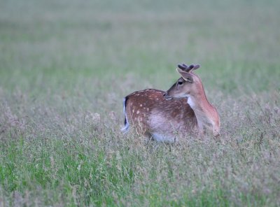 Damhert / Fallow Deer / AWD