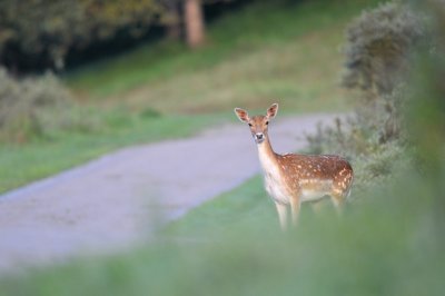 Damhert / Fallow Deer / AWD