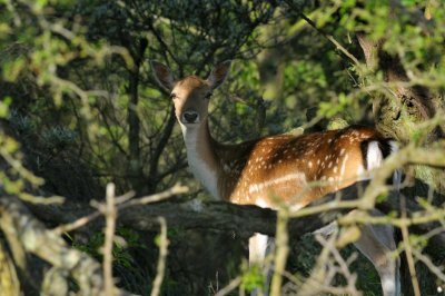 Damhert / Fallow Deer / AWD