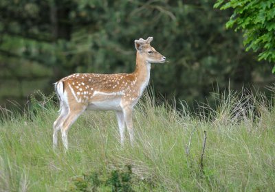 Damhert / Fallow Deer / AWD