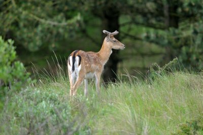 Damhert / Fallow Deer / AWD