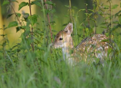 Damhert / Fallow Deer / AWD