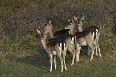 Damhert / Fallow Deer / AWD