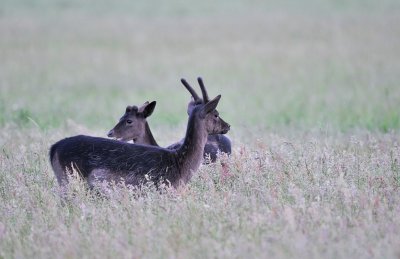 Damhert / Fallow Deer / AWD