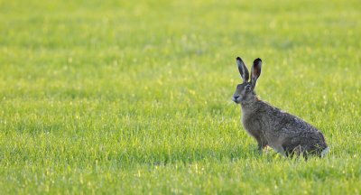 Haas / Lepus / Texel