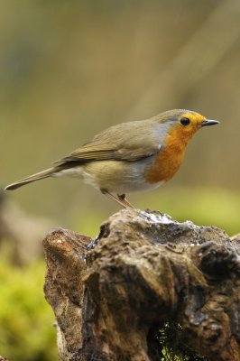 Roodborst / Red Robin / Hof van Twente