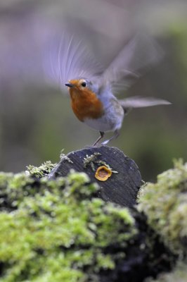 Roodborst / Red Robin / Hof van Twente