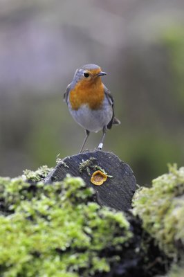 Roodborst / Red Robin / Hof van Twente