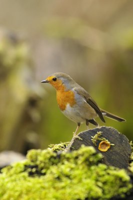 Roodborst / Red Robin / Hof van Twente