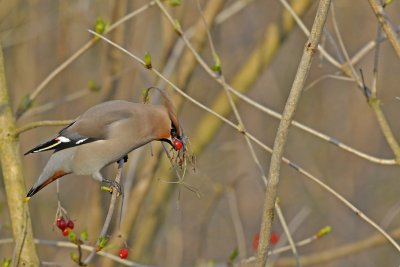 Pestvogel / Bohemian Waxwing / Hasseler Es (Hengelo)