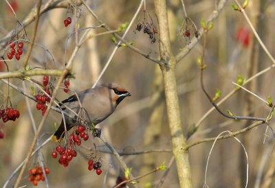 Pestvogel / Bohemian Waxwing / Hasseler Es (Hengelo)