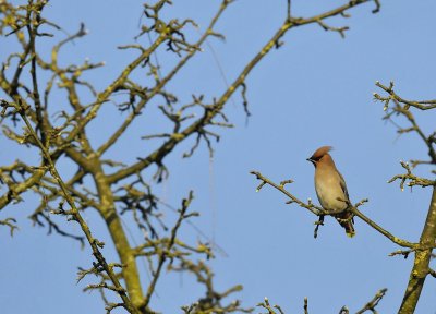 Pestvogel / Bohemian Waxwing / Hasseler Es (Hengelo)