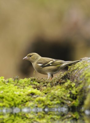 Vink / Finch / Hof van Twente