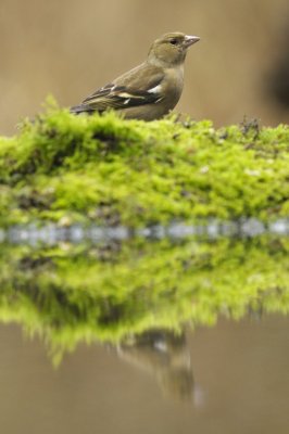Vink / Finch / Hof van Twente