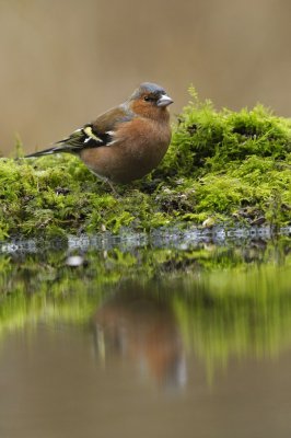 Vink / Finch / Hof van Twente