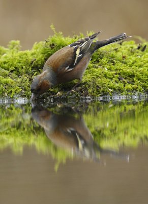 Vink / Finch / Hof van Twente