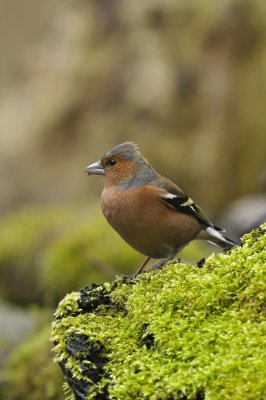 Vink / Finch / Hof van Twente