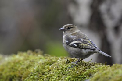 Vink / Finch / Hof van Twente