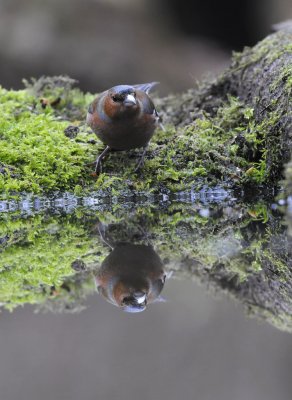 Vink / Finch / Hof van Twente