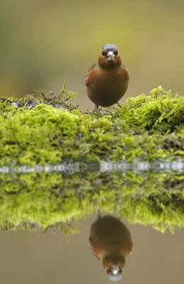 Vink / Finch / Hof van Twente
