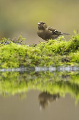 Vink / Finch / Hof van Twente