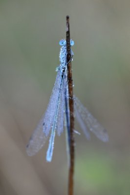 Watersnuffel / Common Blue Damselfly / Haaksbergerveen