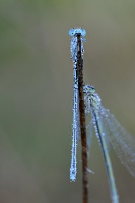 Watersnuffel / Common Blue Damselfly / Haaksbergerveen