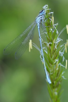 Watersnuffel / Common Blue Damselfly / Haaksbergerveen